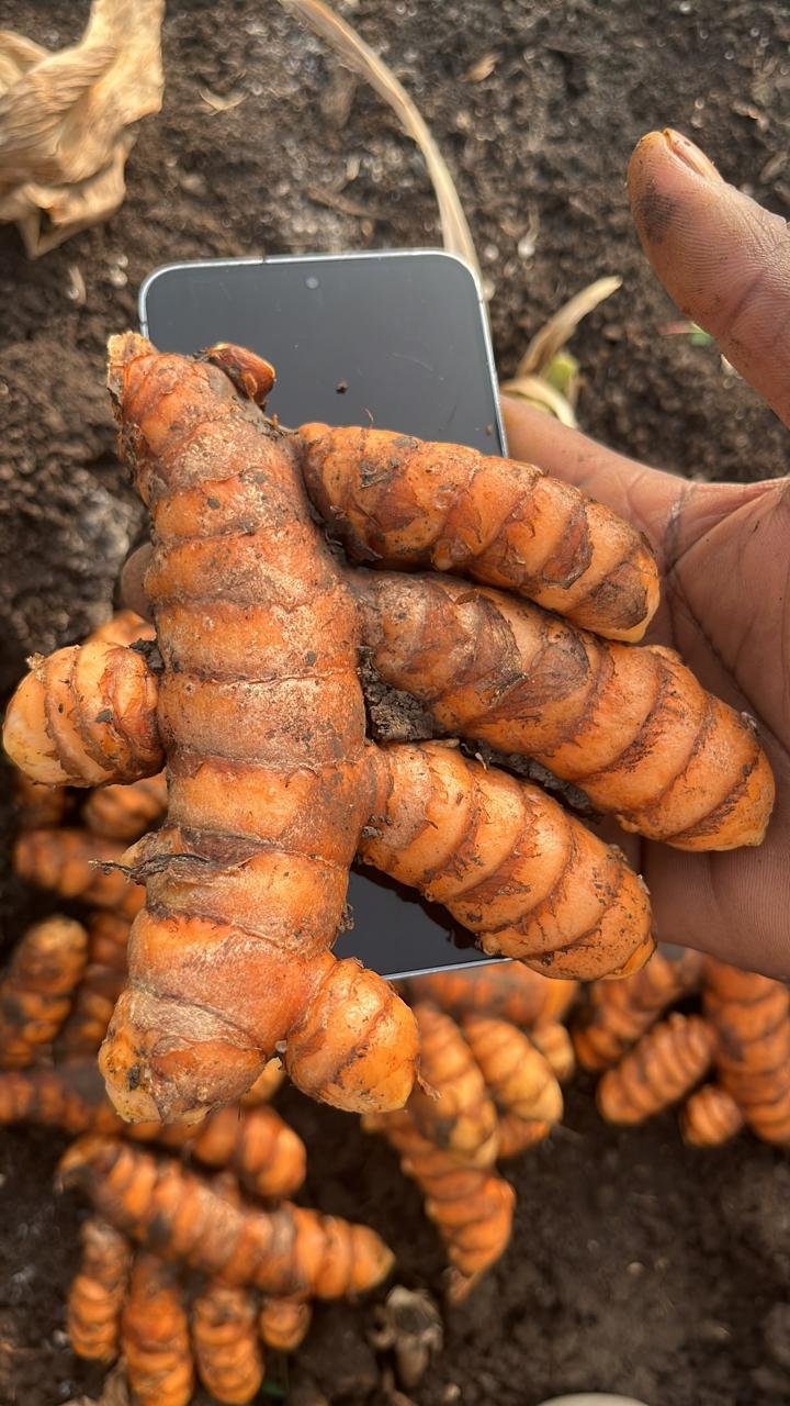 Premium Turmeric