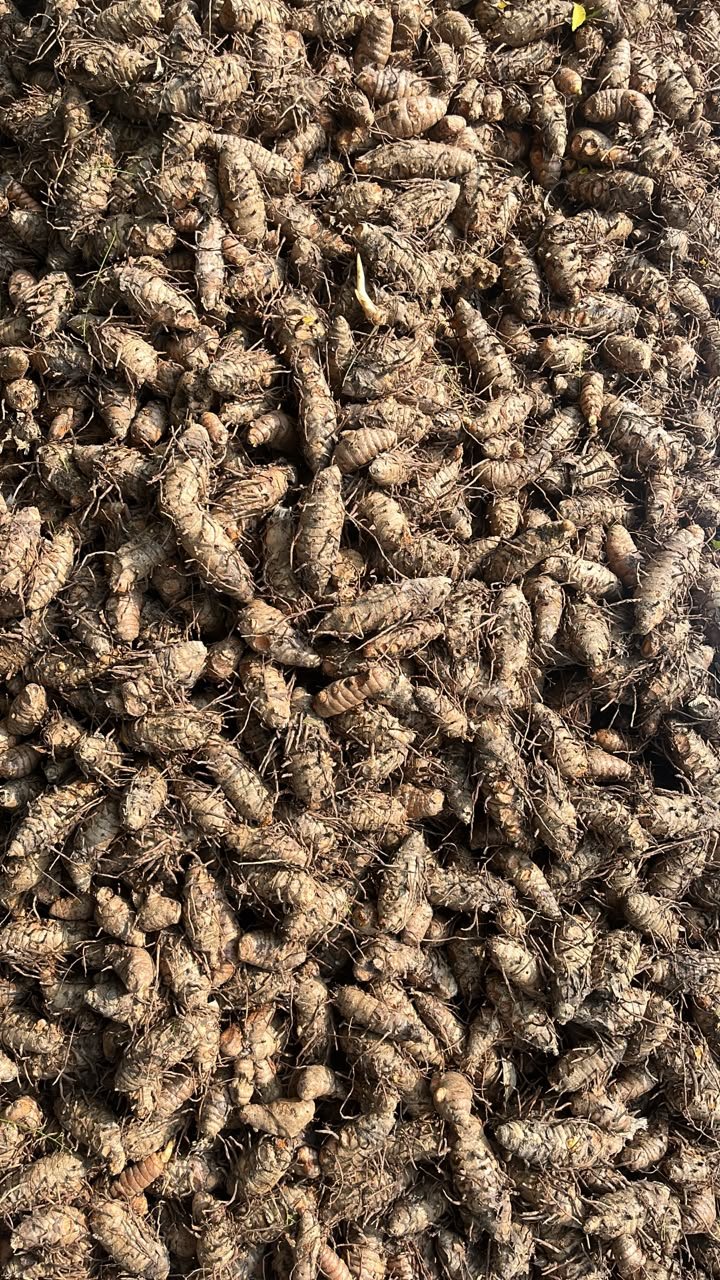 Chinasalam Turmeric Seeds