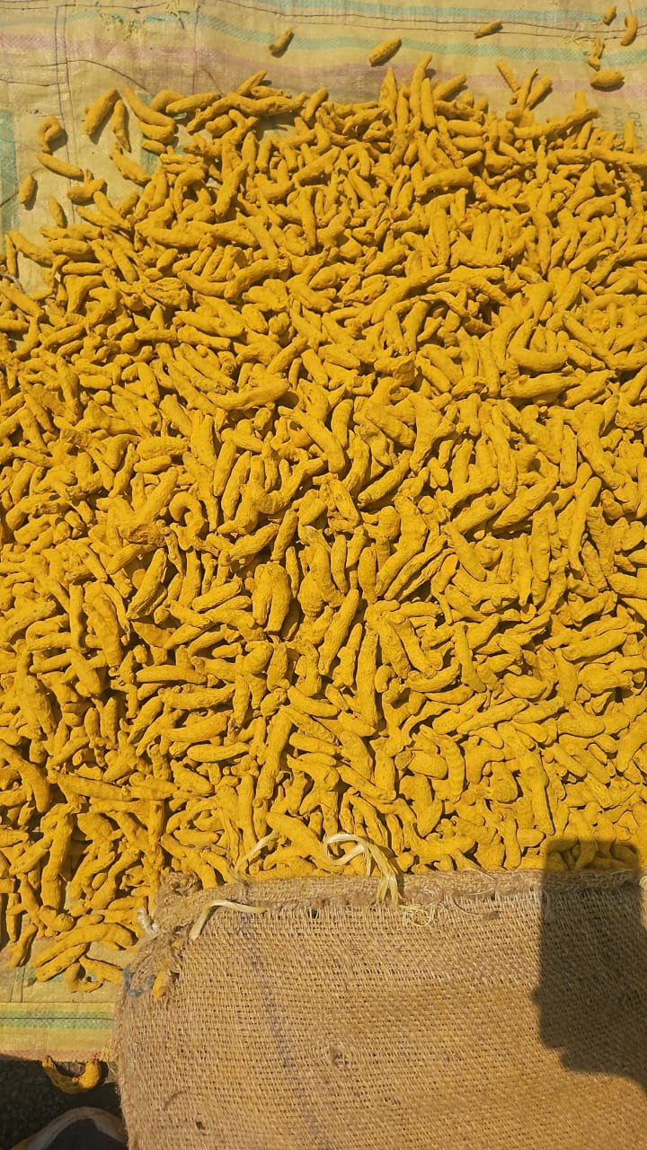 Rajapuri Turmeric Fingers Polished