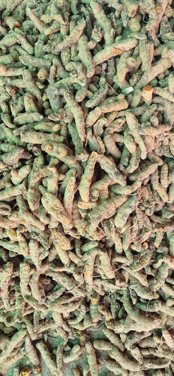 Rajapuri Turmeric Fingers Unpolished