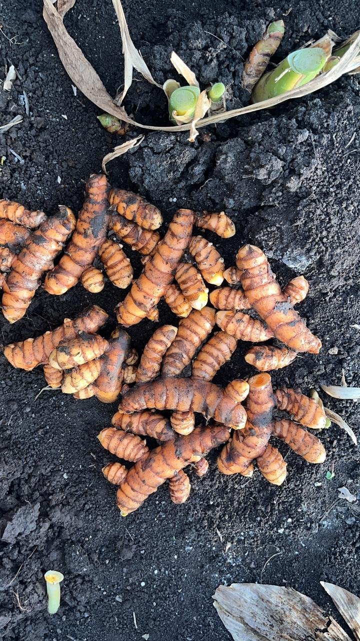 Fresh Raw Turmeric